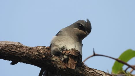 Vencejo-Crestado---Nido-De-Huevos-En-El-árbol