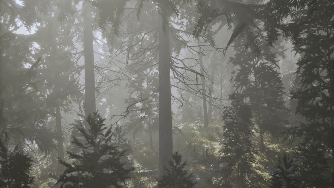 Misty forest landscape showcasing tall trees and lush greenery