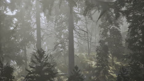 Misty forest landscape showcasing tall trees and lush greenery