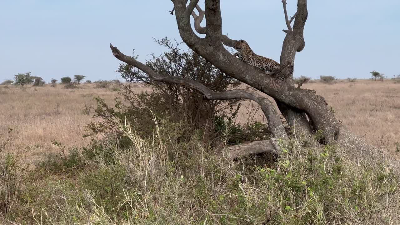 Vrouwelijke luipaard (Panthera pardus) klimt in een boom op de savanne tijdens het droge seizoen in Nationaal Park Serengeti, Tanzania