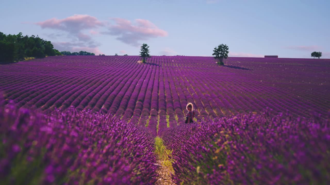 cinemagraph 4k uhd de un hermoso campo de lavanda en la famosa provenza en la costa azul en francia-2
