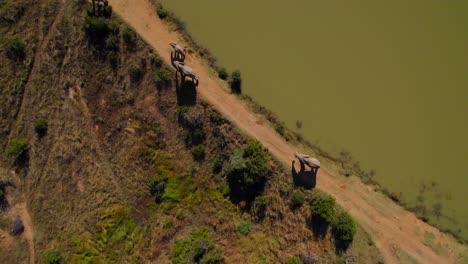 top down aerial shot of elephants in africa walking next to green water