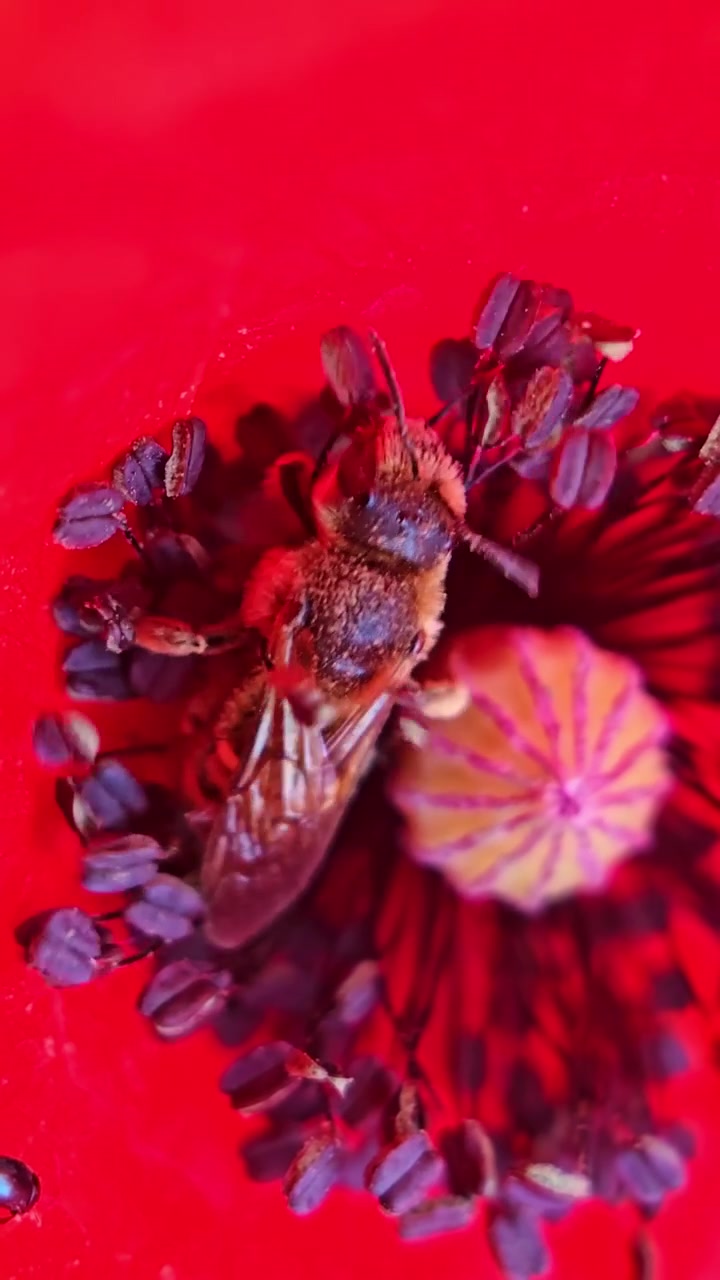 Scatto macro verticale di un'ape che raccoglie polline all'interno di un fiore di papavero rosso brillante.