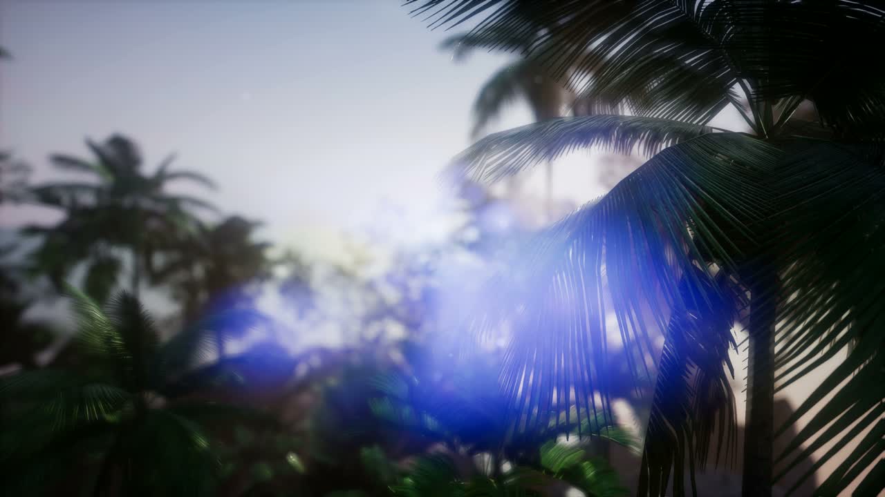 los rayos del atardecer a través de las palmeras