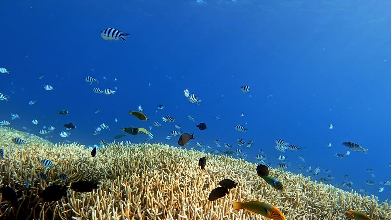 hermosa vista bajo el agua con diferentes peces tropicales y delicados arrecifes de coral en el océano azul profundo - plano medio
