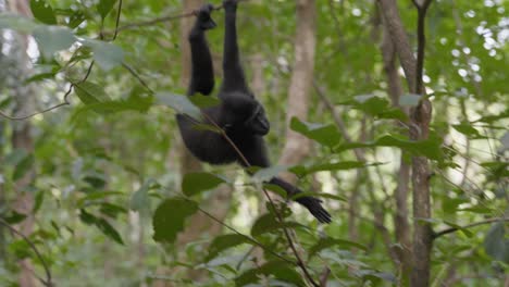 a free, wild monkey climbing on a tree in the jungle