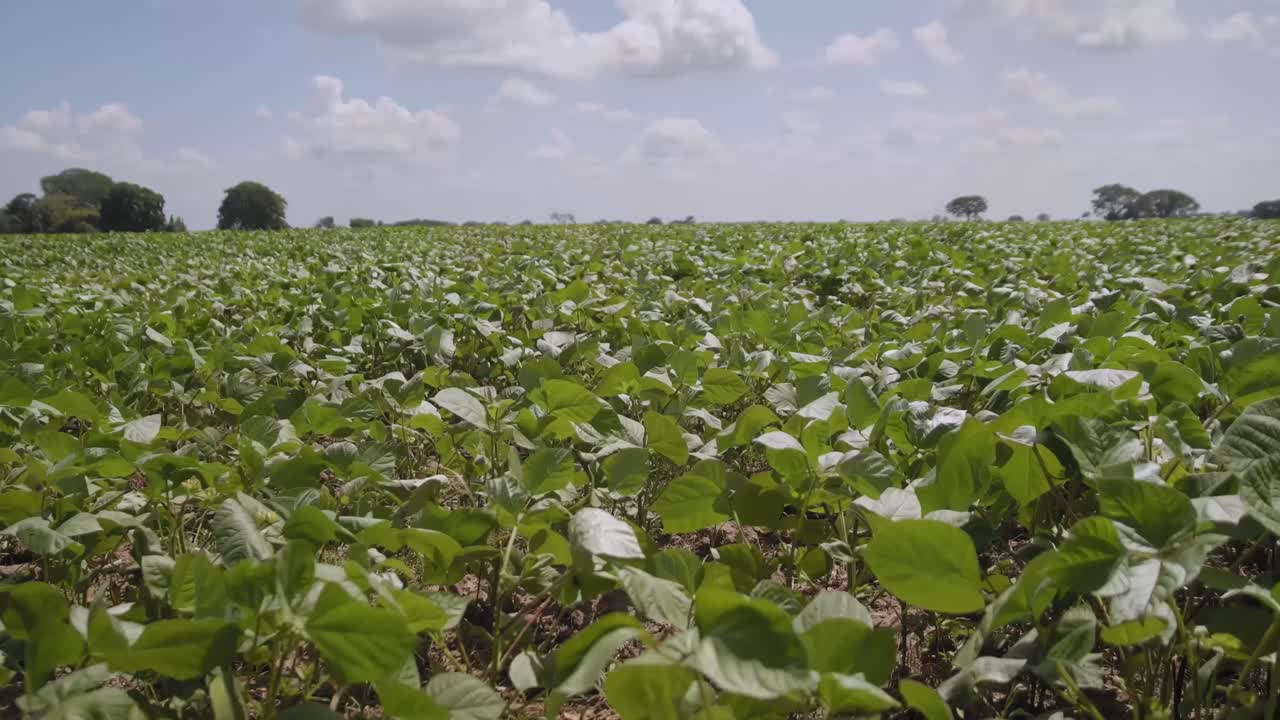Plano geral em câmara lenta com movimento lateral de um campo de feijões