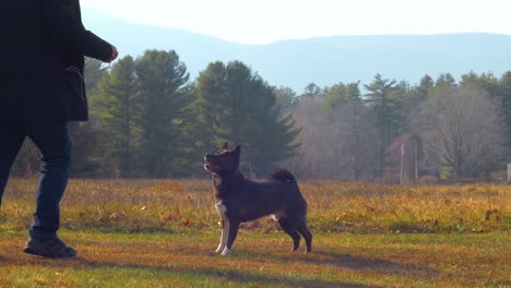 Joven-Jugando-A-Buscar-Con-El-Perro-Shiba-Inu---Cámara-Lenta