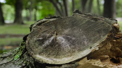 sideways truck motion across oak limb