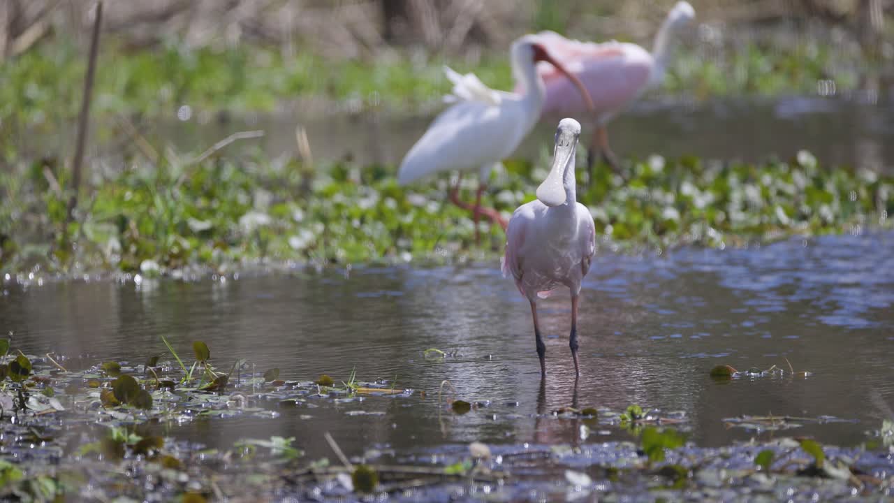 A pair of roseate spoonbills wade through a shallow wetland, their striking pink plumage reflected in the calm water