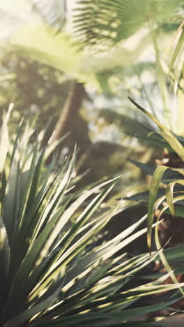 lush tropical plants in sunlight