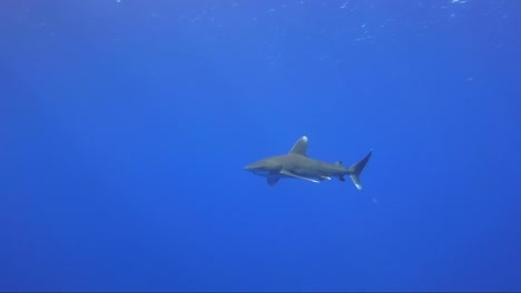 tiburón oceánico de punta blanca longimanus nada hacia y pasa la cámara en el agua azul tropical