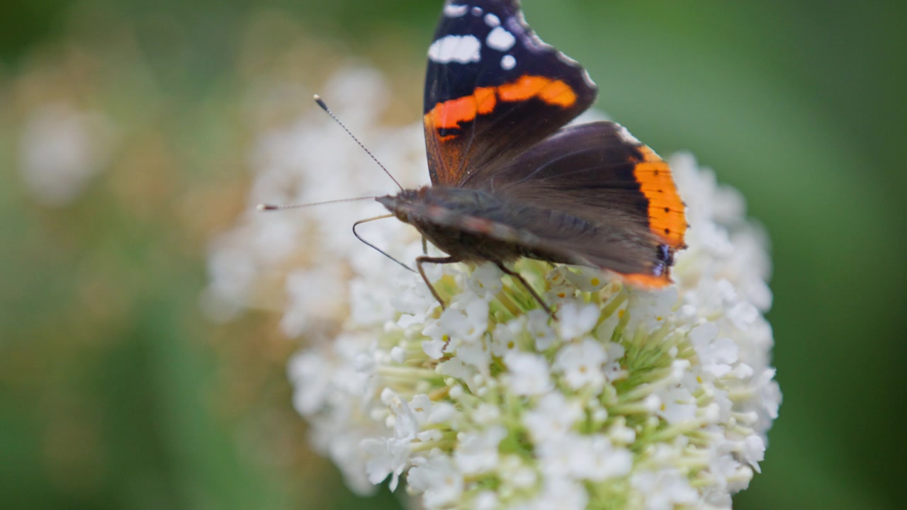 Farfalla Vanessa atalanta raccoglie nettare da un grappolo di fiori bianchi selvatici