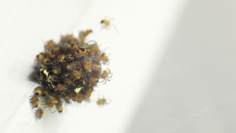 bola de arañas de jardín amarillas y negras spiderlings - toma de primer plano