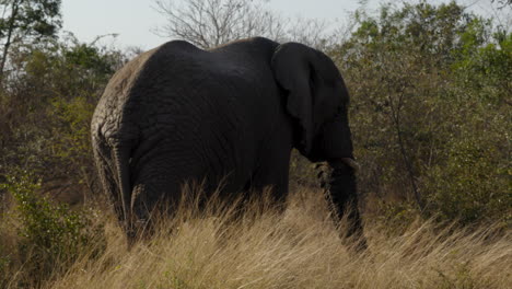 Gran-Elefante-Africano-Toro-Con-Grandes-Colmillos-Alejándose-De-La-Sabana-En-El-Parque-Nacional-Kruger,-Sudáfrica