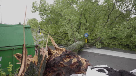 trees fallen during heavy storm in the netherlands