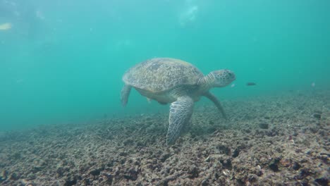 tortuga marina está de pie en el coral bajo el agua, isla de koh tao, tailandia