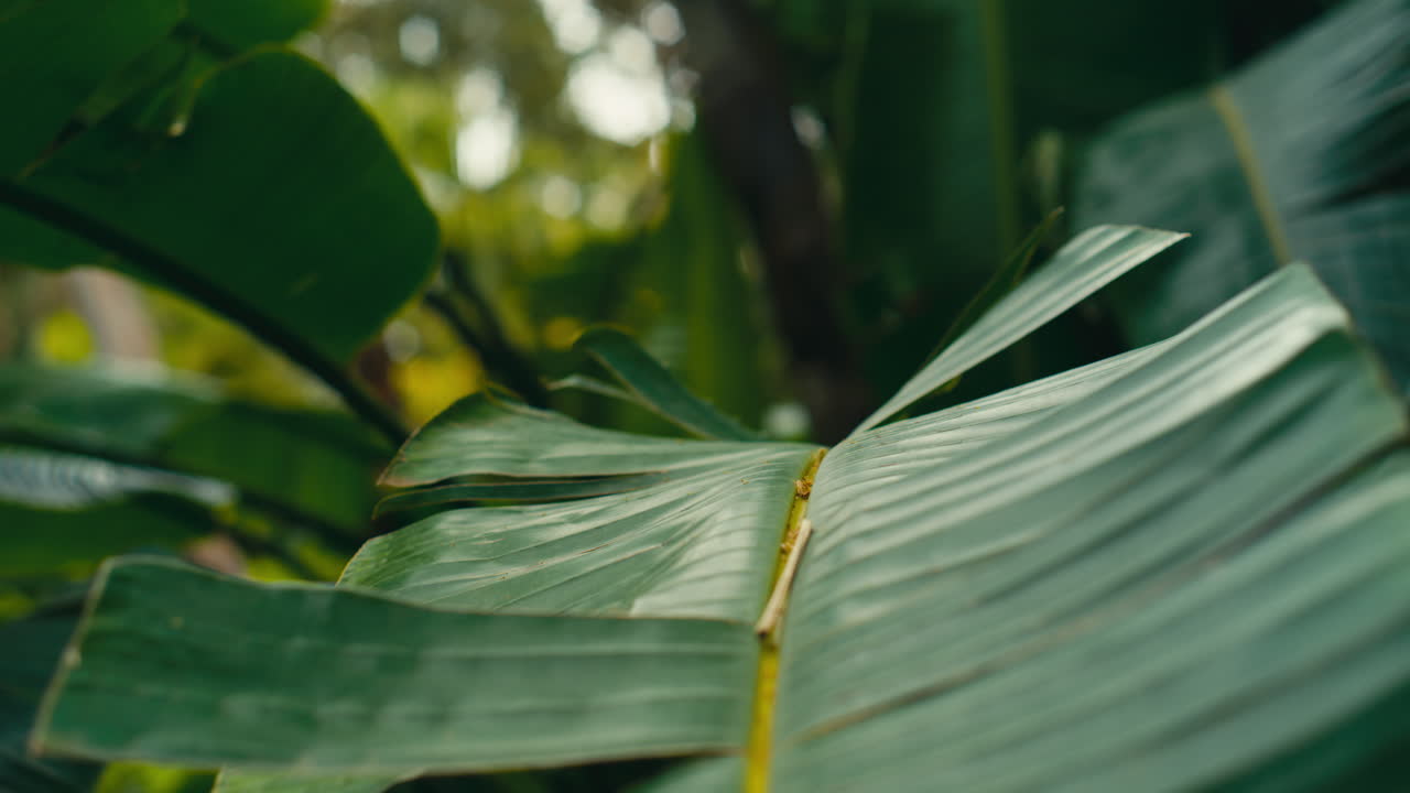 Primo piano di una foglia tropicale con texture dettagliata e sfondo sfocato. La luce naturale evidenzia la superficie liscia e le linee organiche in un'ambientazione botanica serena