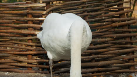 a swan preening