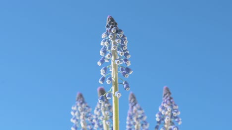 view of blue grape hyacinth flowers, also known as muscari, against a clear blue sky