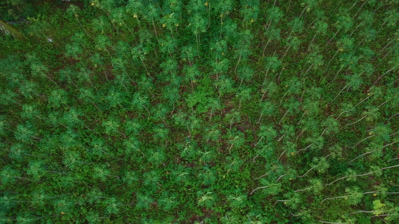 toma aérea de arriba hacia abajo de una gran plantación de árboles de yuca en medan johor, indonesia