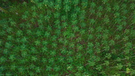 aerial top down shot of large cassava tree plantation in medan johor, indonesia