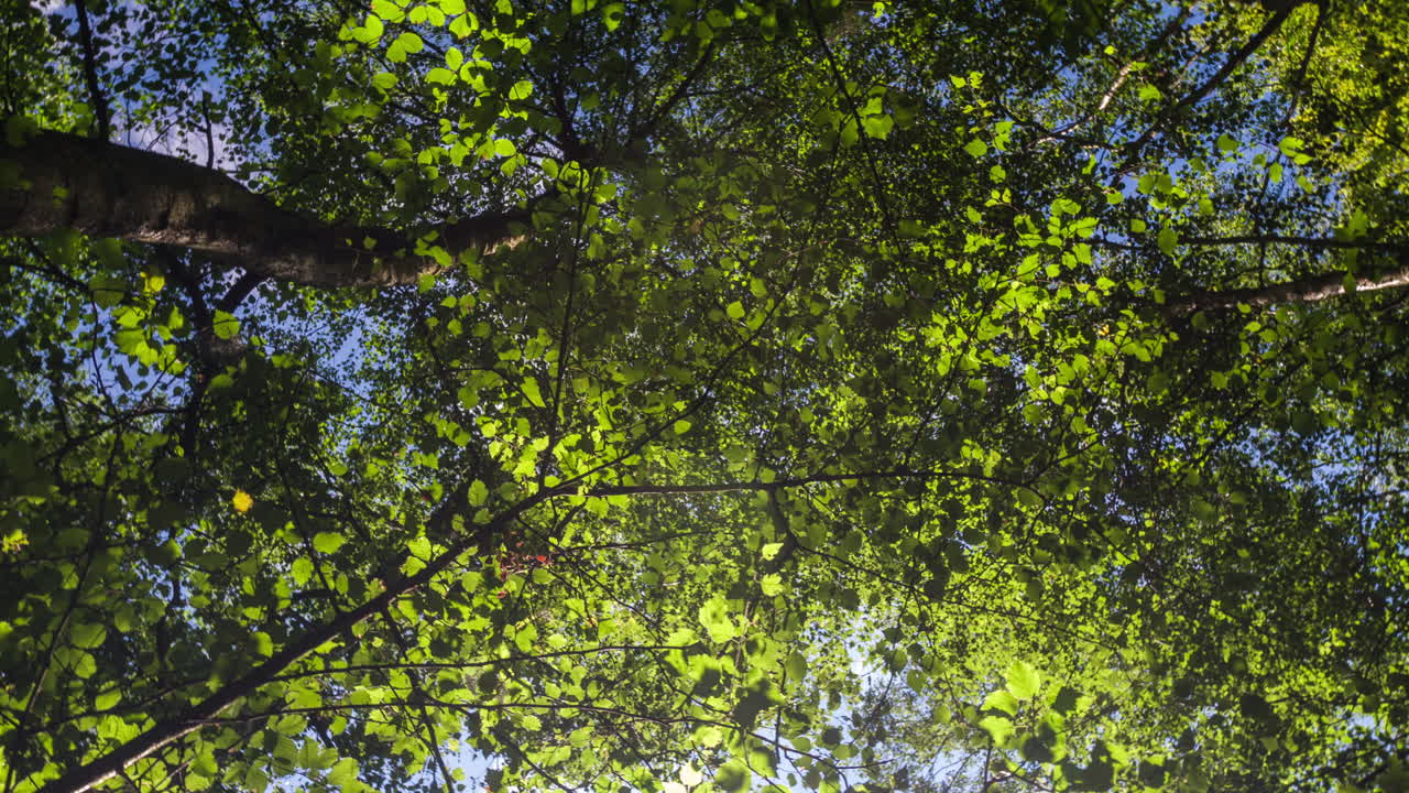 epping forestdji 4k 04