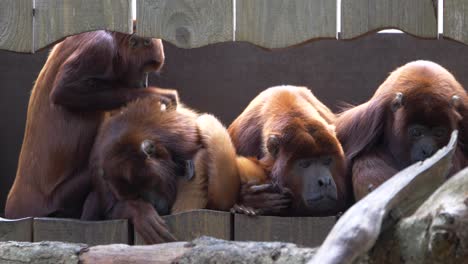 a group of red howler monkeys, alouatta seniculus, venezuelan or colombian red howler looking for fleas, apehnheul, apeldoorn, netherlands