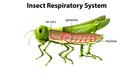 una vista detallada del sistema respiratorio del saltamontes