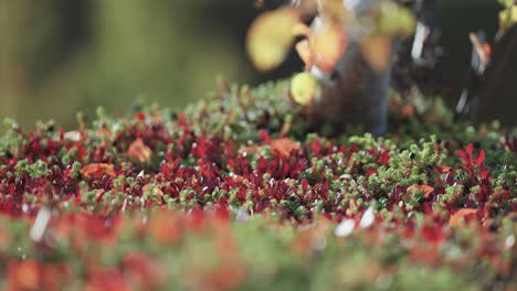 colorful autumn undergrowth in norwegian tundra