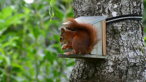 primer plano de una ardilla roja comiendo, parada en un soporte de madera artificial ubicado en el árbol