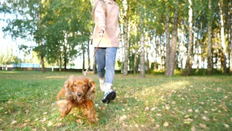 girl runs along green park holding funny ginger dog on leash