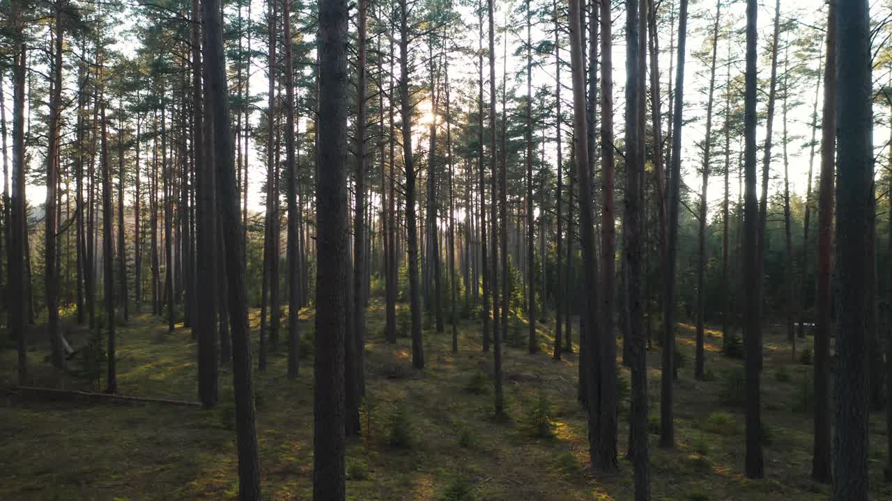 AEREA: Antichi pini crescono in una remota foresta dell'Europa orientale