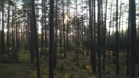 Aéreo:-Pinos-Viejos-Y-Antiguos-Crecen-En-Bosques-Remotos-De-Europa-Oriental