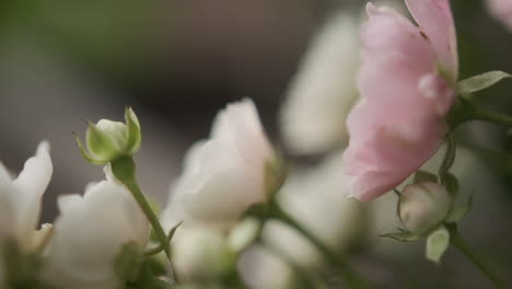 close up shot of white and pink flowers in the garden during spring time