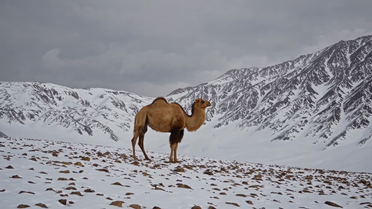 camello en un paisaje montañoso nevado