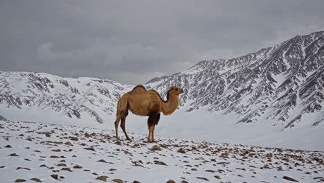 camel in a snowy mountainous landscape