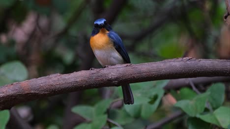 La-Cámara-Se-Aleja-Y-Se-Desliza-Hacia-La-Izquierda-Mientras-Este-Pájaro-Mira-Hacia-La-Derecha,-Papamoscas-Azul-Indochino-Cyornis-Sumatrensis-Macho,-Tailandia