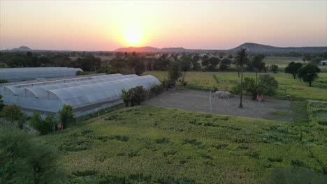 sunrise wheat fields in jaipur drone view in india
