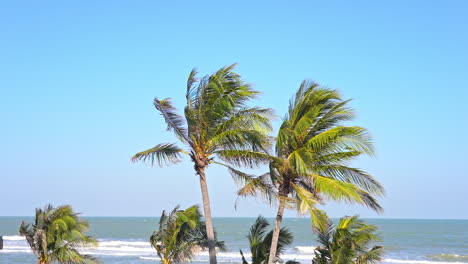 las hojas en la parte superior de las palmeras susurran con el viento