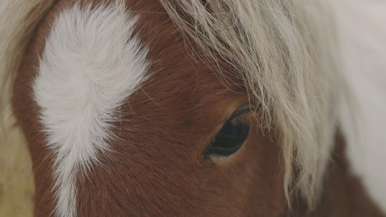 hermoso caballo con marcas de pelo blanco en la frente - caballo belga - tiro de primer plano extremo