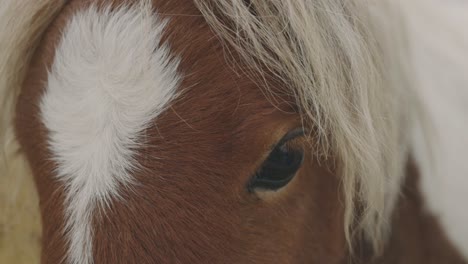 beautiful horse with white hair markings on its forehead - belgian horse - extreme closeup shot