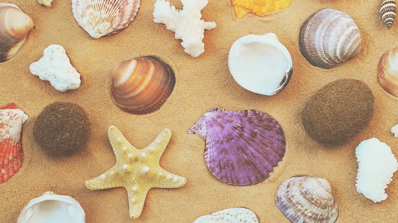 Cockleshells on sand on white background. Shooting with conducting