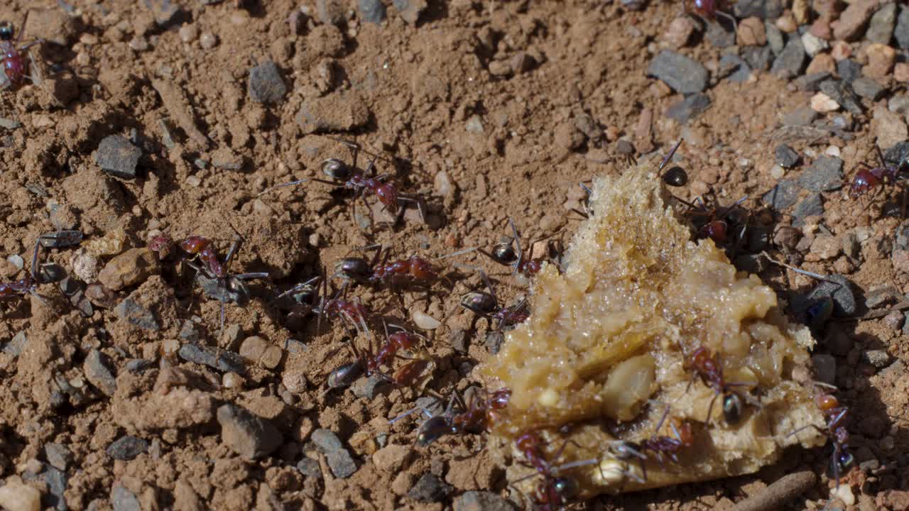 Bull ants gather around food on sunlit gravel, close-up, minimal camera movement, natural daylight