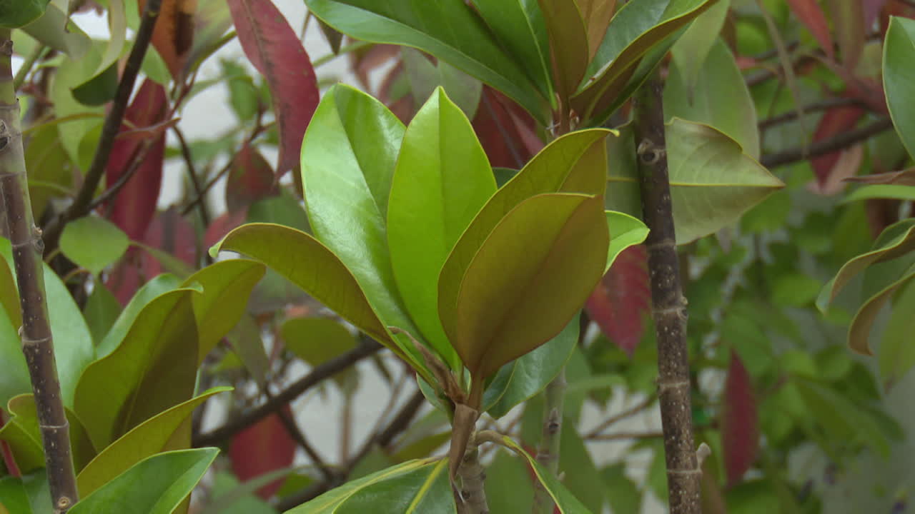 Magnolia Tree Leaves Close Up