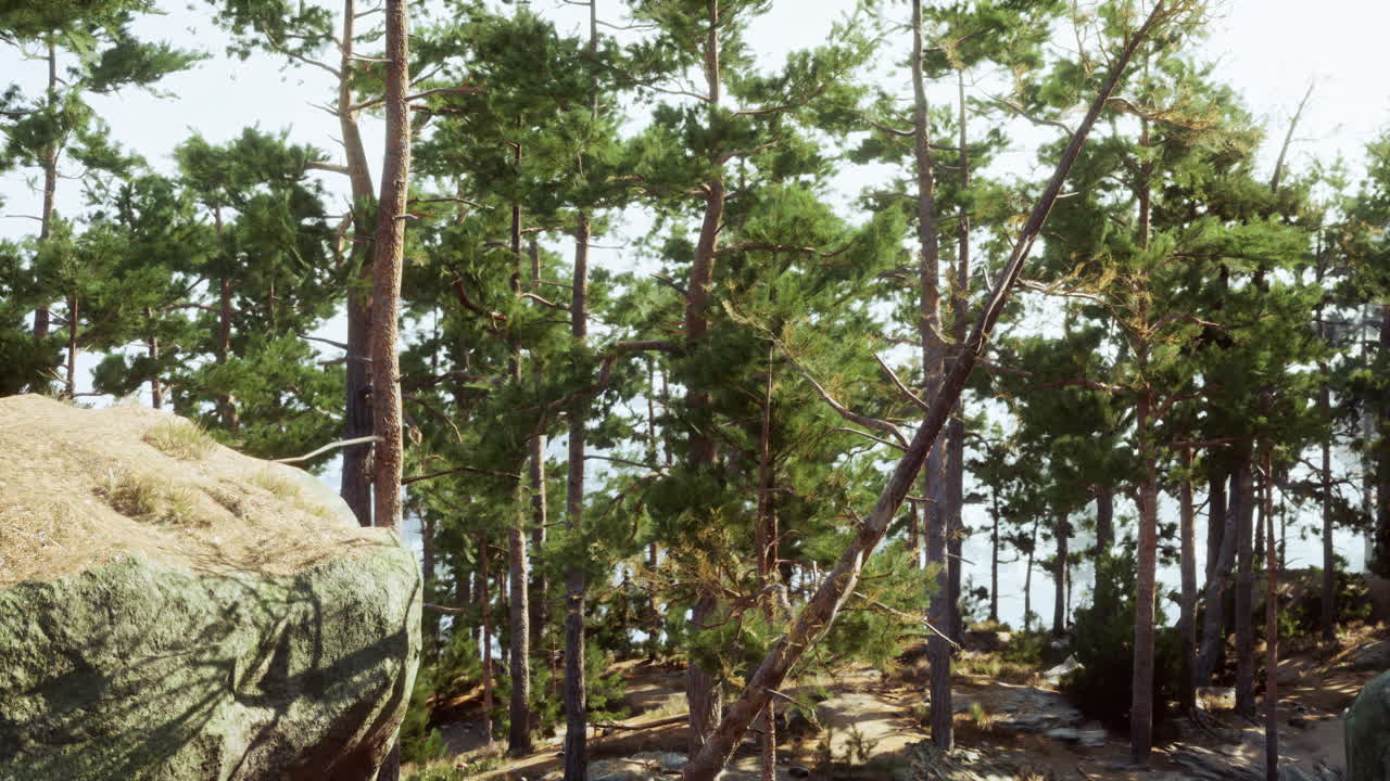 울창 한 소나무 숲 의 경치 가 아름답다