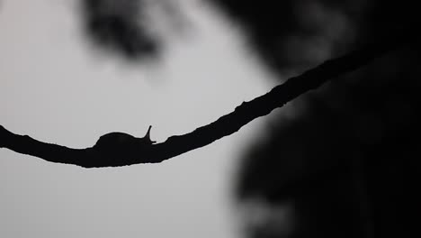 snail crawls along a tree branch - silhouette