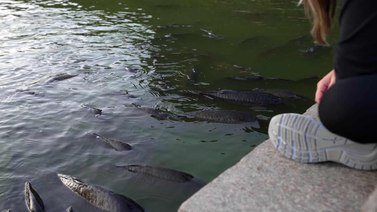 Human Nature Interaction, Woman Touching and Feeding Fish in a Lake
