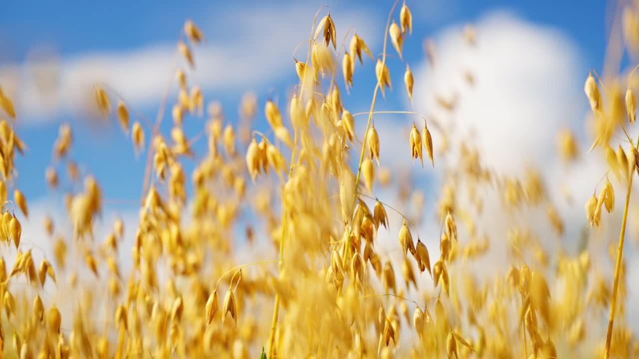 Golden ripe oats swaying under a clear blue sky on a sunny day