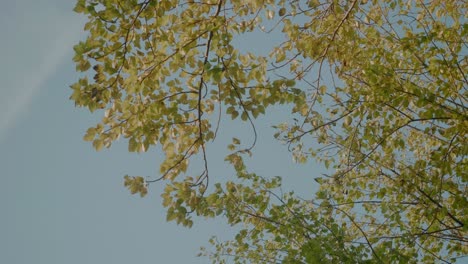 low angle view of leaves on branch moving gently in wind against blue sky